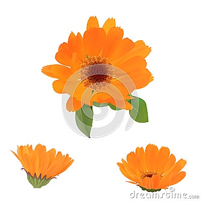 Calendula. Flower and leaves isolated on white background. Vector Illustration