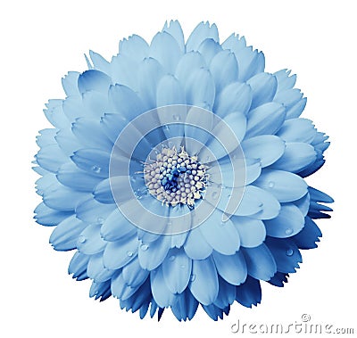 Calendula flower light blue with dew on a white isolated background with clipping path. Closeup. Stock Photo