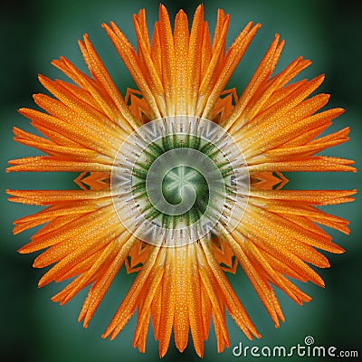 Calendula flower mandala Stock Photo