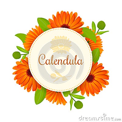 Calendula. Flowers with leaves. round badge with text Vector Illustration