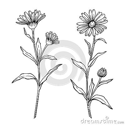 Calendula flowers, line art drawing. Marigold flowers and leaves isolated on white background, vector illustration Vector Illustration