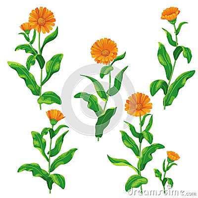 Calendula flowers set Vector Illustration