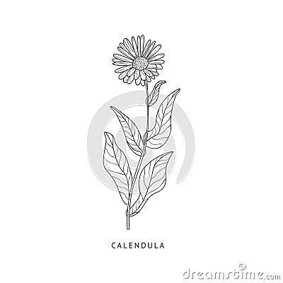 Calendula Hand Drawn Realistic Sketch Vector Illustration