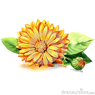 Calendula. Marigold flowers with leaves isolated on white Stock Photo