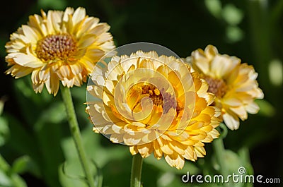 Calendula, or marigolds in the summer garden close-up Stock Photo