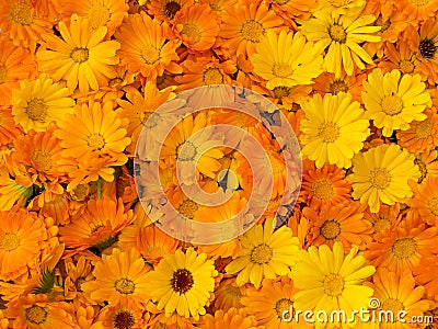 Calendula Stock Photo