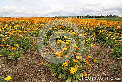 Calendula, medicinal flowers grow in a field Stock Photo