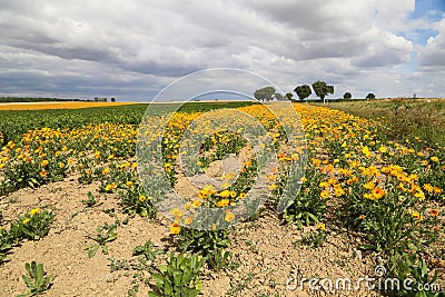 Calendula, medicinal flowers grow in a field in Germany Stock Photo