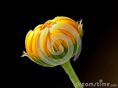 Calendula, medicinal plant with closed flower Stock Photo