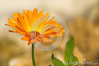 Calendula, medicinal plant Stock Photo