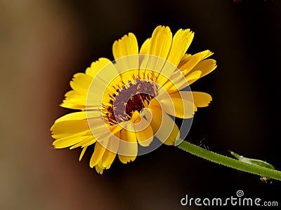 Calendula, medicinal plant with flower Stock Photo