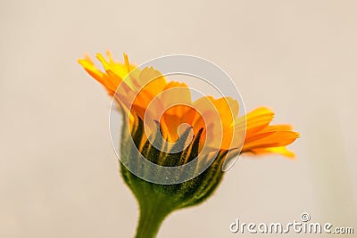 Calendula, medicinal plant with flower Stock Photo