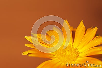 Calendula on an ocre orange background Stock Photo
