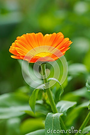 Calendula Officinalis in garden Stock Photo