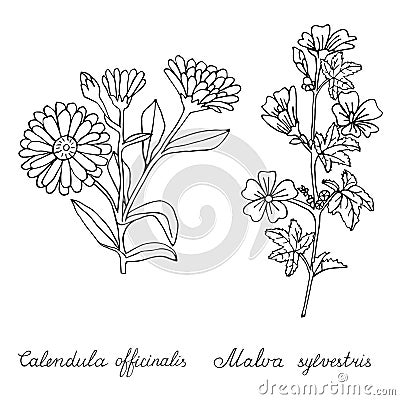 Calendula officinalis and Malva sylvestris hand drawn Vector Illustration