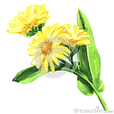 Calendula officinalis. Marigold flower with leaf isolated, hand drawn watercolor illustration on white Cartoon Illustration