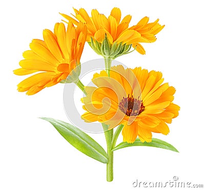 Calendula officinalis marigold plant isolated on white Stock Photo