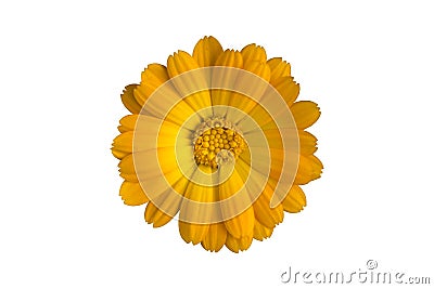 Calendula officinalis orange flower isolated on white. Vector Illustration