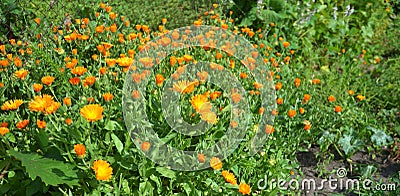 Calendula officinalis or Pot Marigold, Common Marigold, Scotch Marigold, Ruddles, Pot Marigold Herbal Garden Panoramic Photo Stock Photo