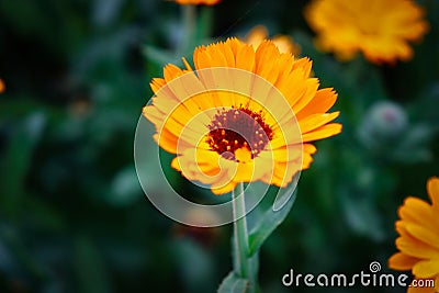 Calendula officinalis, the pot marigold, ruddles, common marigold or Scotch marigold. Stock Photo