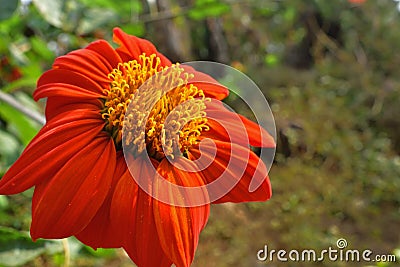 Calendula officinalis, the pot marigold, common marigold or Scotch marigold, is a plant in the genus Calendula of the family Stock Photo