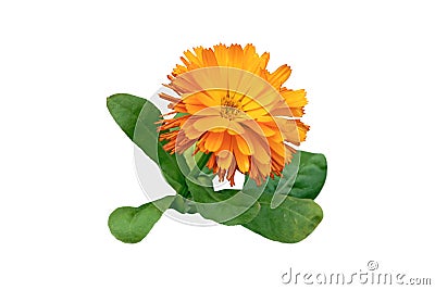 Calendula officinalis or pot marigold or ruddles flower isolated on white Stock Photo