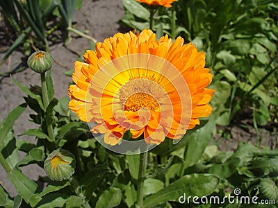 Calendula orange flower and buds Stock Photo