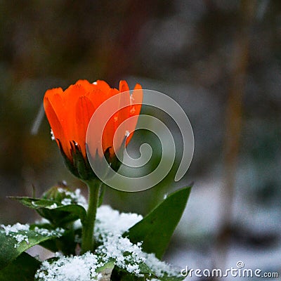 Calendula orange flower Stock Photo