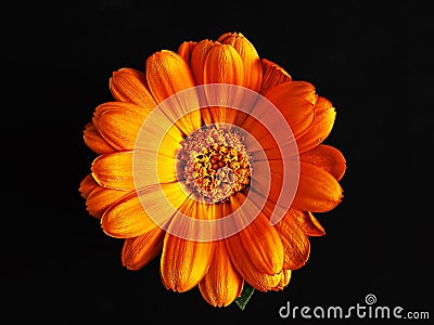 Calendula orange flower isolated on black background Stock Photo