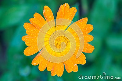 Calendula orange flower with water drops closeup Stock Photo