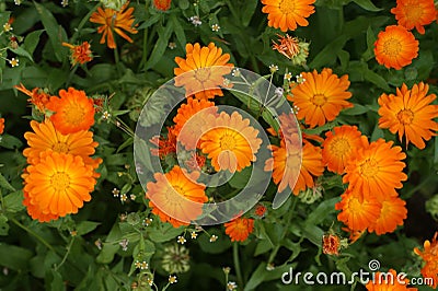 Calendula orange flowers Stock Photo