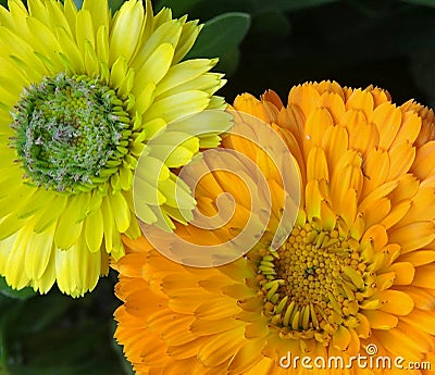 Calendula orange and yellow together Stock Photo
