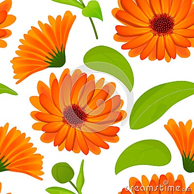 Calendula seamless pattern. Flowers with leaves on white Vector Illustration