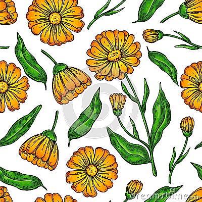 Calendula seamless pattern. Isolated medical flower and leaves. Vector Illustration