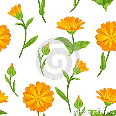 Calendula seamless pattern. Orange bright flowers Vector Illustration