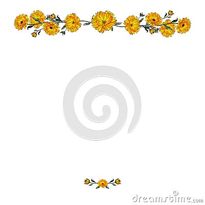 Calendula. Vector border with yellow flowers Vector Illustration