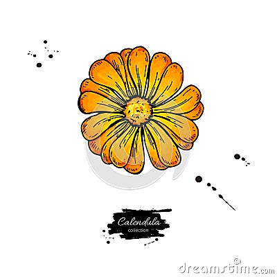 Calendula vector drawing. Isolated medical flower Vector Illustration