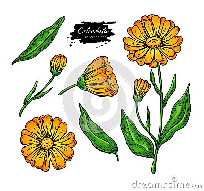 Calendula vector drawing. Isolated medical flower and leaves. He Vector Illustration