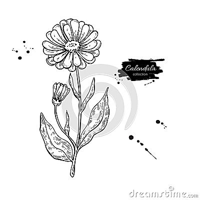 Calendula vector drawing. Isolated medical flower and leaves. Herbal engraved style illustration. Vector Illustration