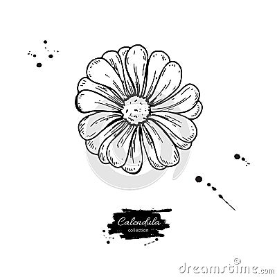 Calendula vector drawing. Isolated medical flower and leaves. Herbal engraved style illustration. Vector Illustration