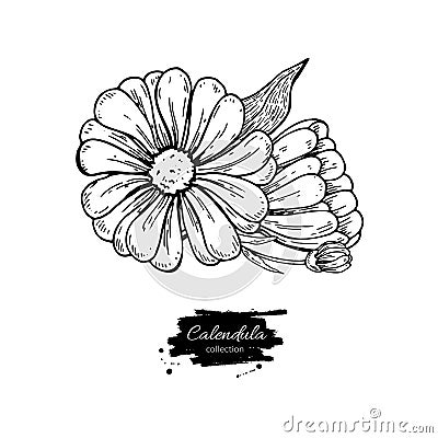 Calendula vector drawing. Isolated medical flower and leaves. Herbal engraved style illustration. Vector Illustration