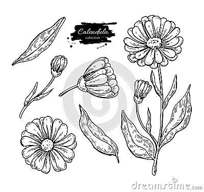 Calendula vector drawing. Isolated medical flower and leaves. Herbal engraved style illustration. Vector Illustration