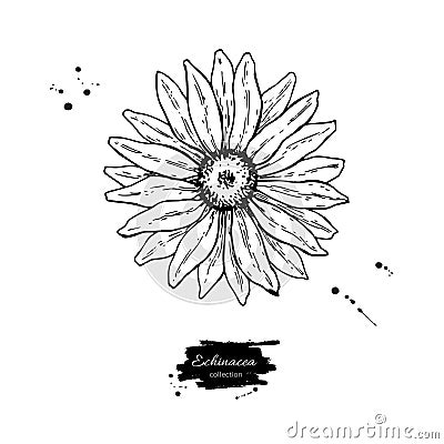 Calendula vector drawing. Isolated medical flower and leaves. Herbal engraved style illustration. Vector Illustration
