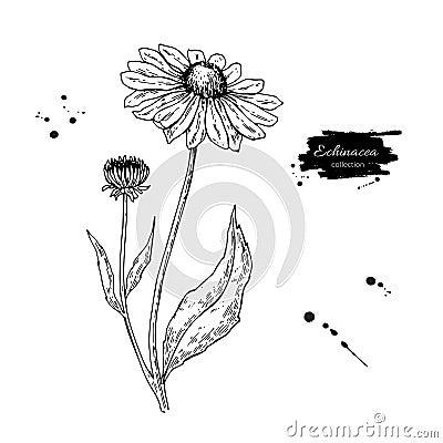 Calendula vector drawing. Isolated medical flower and leaves. Herbal engraved style illustration. Vector Illustration