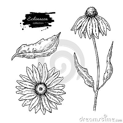 Calendula vector drawing. Isolated medical flower and leaves. Herbal engraved style illustration. Vector Illustration