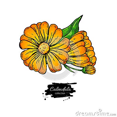 Calendula vector drawing. Isolated medical flower and leaves. He Vector Illustration