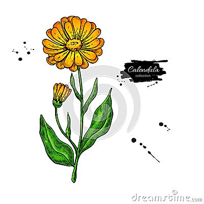 Calendula vector drawing. medical flower and leaves. He Vector Illustration