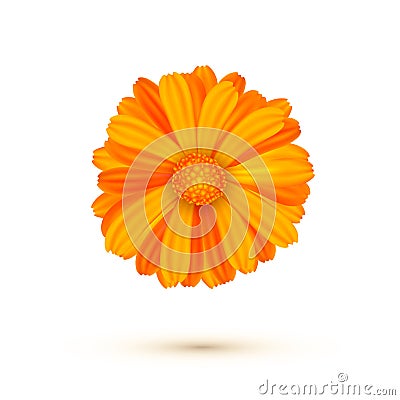 Calendula vector illustration isolated. One calendula flower Vector Illustration