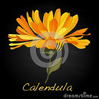 Calendula vector illustration Vector Illustration