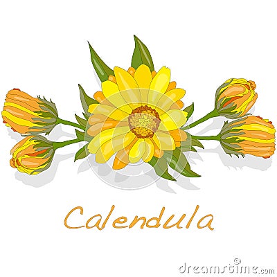 Calendula vector illustration Vector Illustration